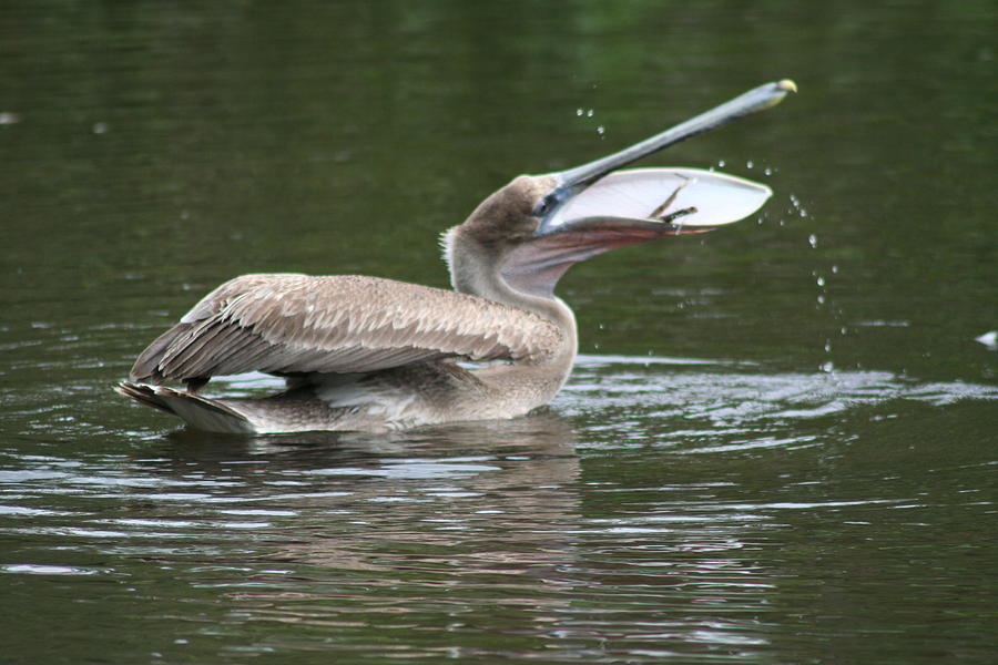 Pelican Lunch Photograph by Anita Parker