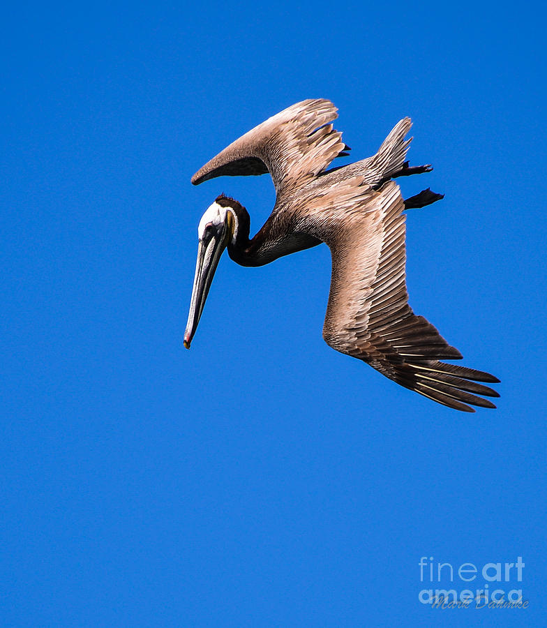 Pelican Photograph - Pelican by Mark Dahmke