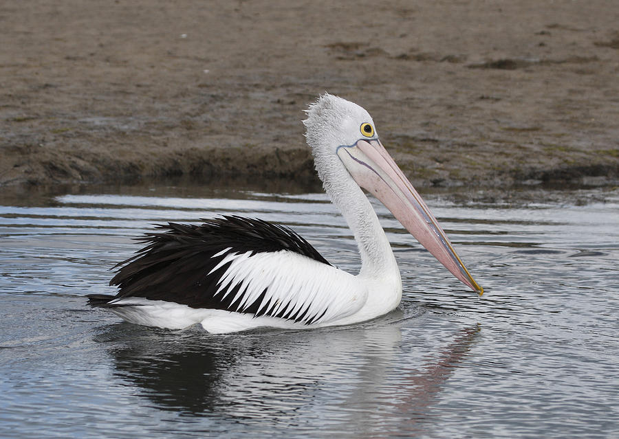 Pelican Photograph by Masami Iida