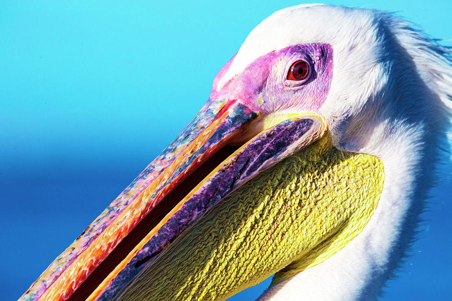 Pelican Photograph - Pelican by Matt Cohen Pelican Photograph - Pelican by Matt Cohen