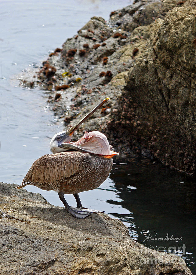 Pelican Mayhem 2/9 Photograph by Alison Salome