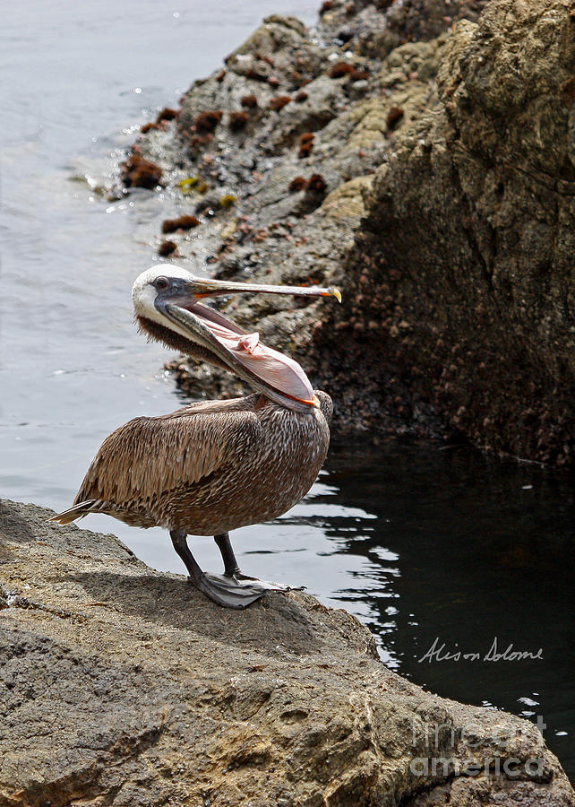Pelican Mayhem 3/9. Photograph by Alison Salome