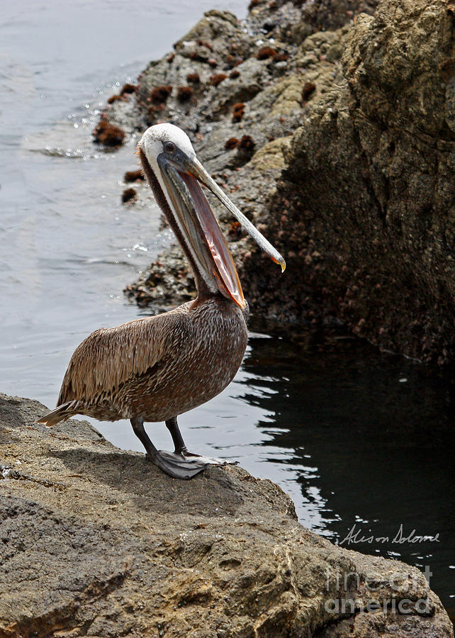 Pelican Photograph - Pelican Mayhem 4/9 by Alison Salome