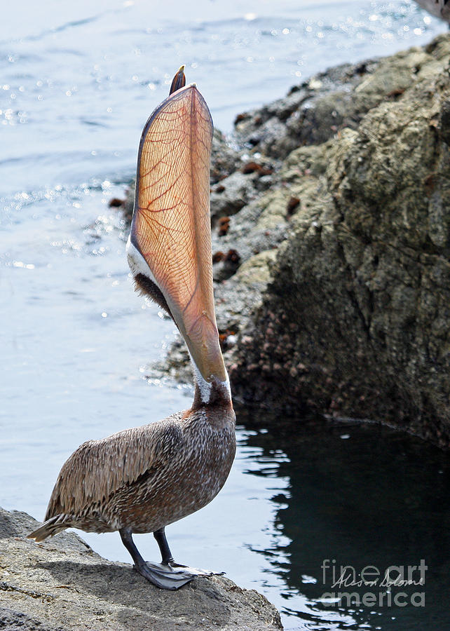 Pelican Mayhem 6/9. Photograph by Alison Salome