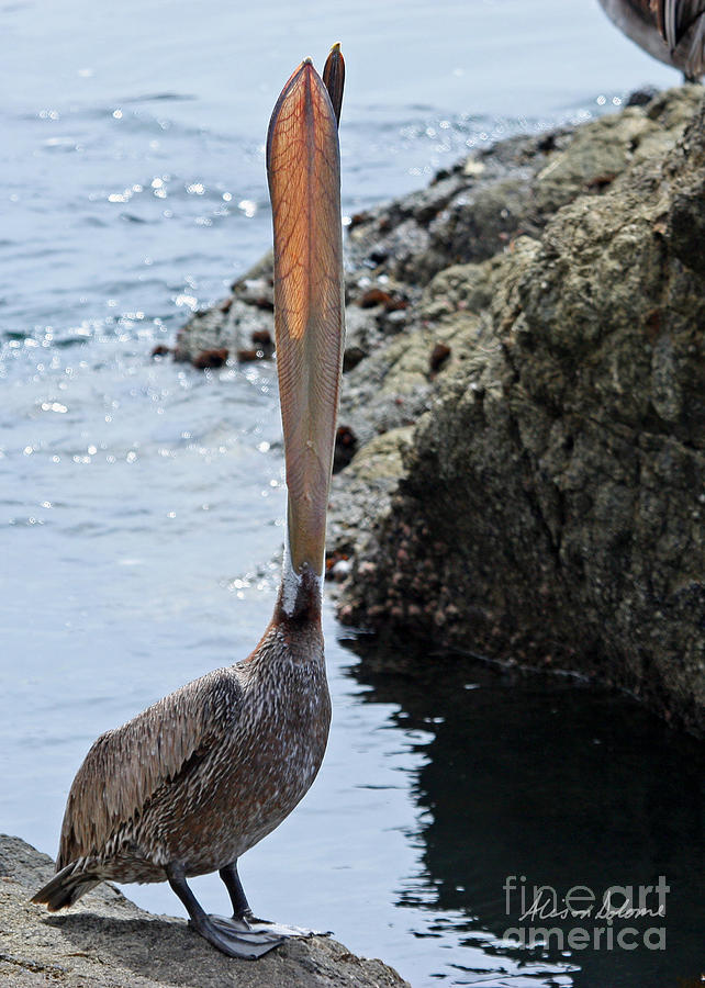 Pelican Photograph - Pelican Mayhem 8/9. by Alison Salome
