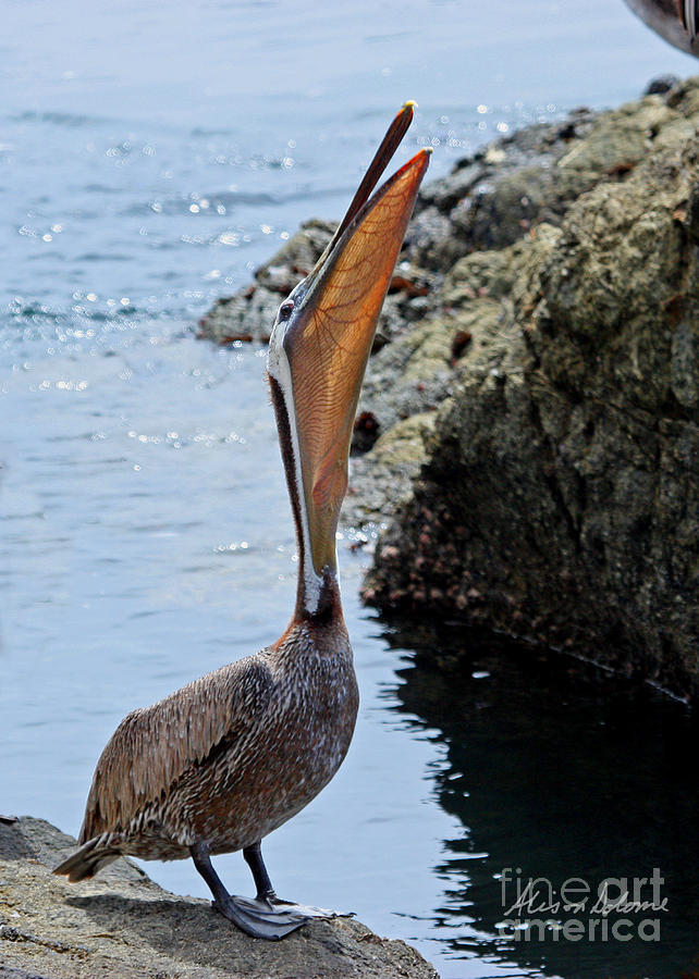 Pelican Mayhem 9/9 Photograph by Alison Salome