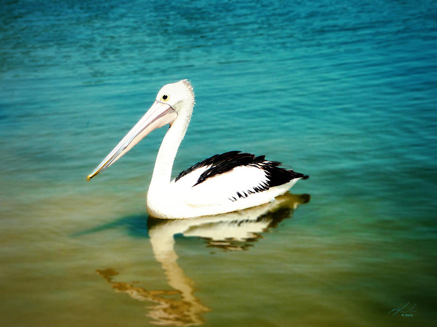 Pelican Photograph by Michael Blaine