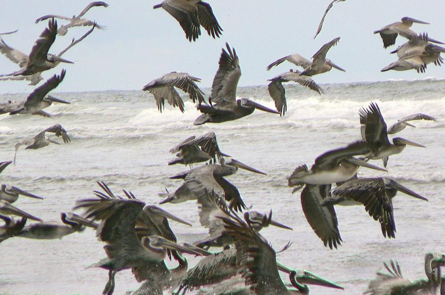 Pelican Migration  Photograph by Pamela Patch