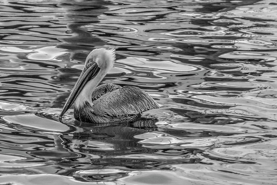 Pelican Monet in Black and White Photograph by Debra and Dave Vanderlaan