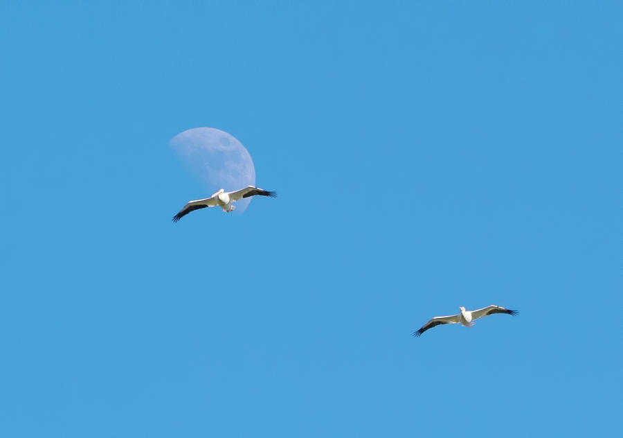 Pelican Moon Photograph