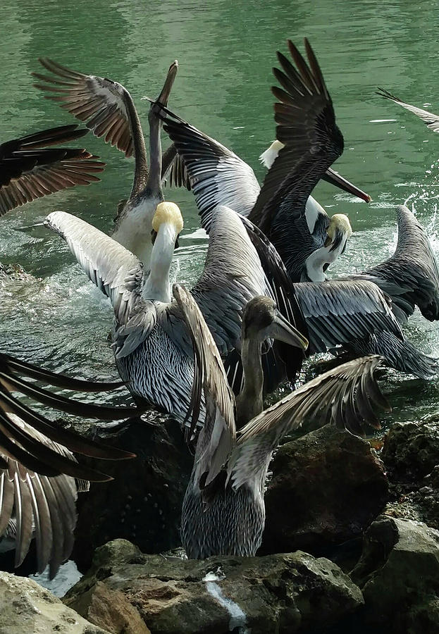 Pelican Mosh Pit Photograph by Steve Sperry