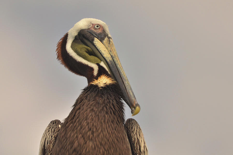 Pelican  Photograph by Nancy Landry