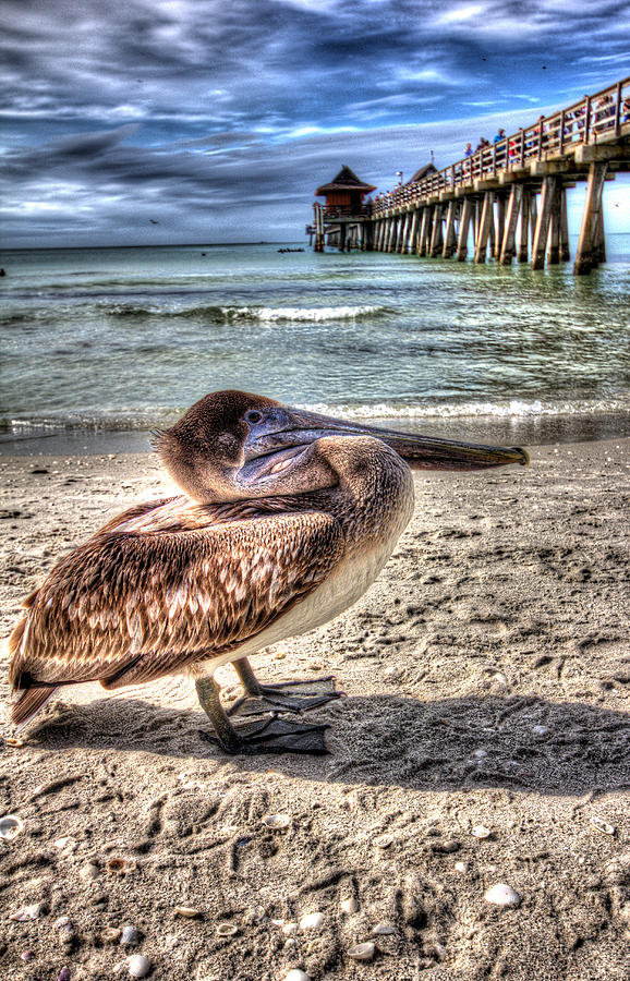 Pelican - Naples Pier Florida Photograph by Joseph Skalny Pelican - Naples Pier Florida Photograph by Joseph Skalny