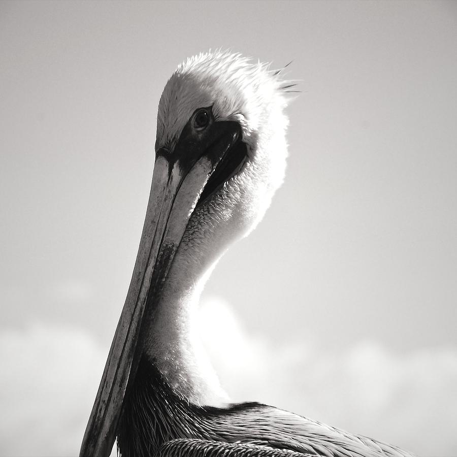 Pelican Noir Photograph by David Coleman - Fine Art America