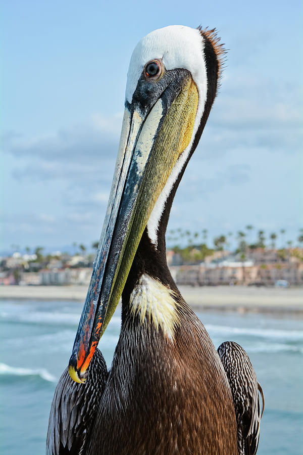 Pelican Oceanside Photograph by Kyle Hanson