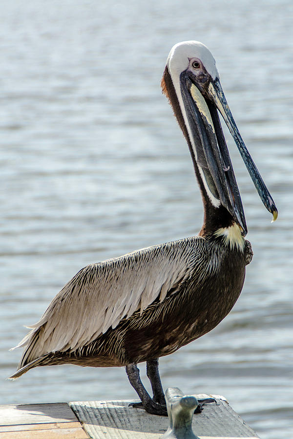 Pelican of Lantana Photograph by Wolfgang Stocker