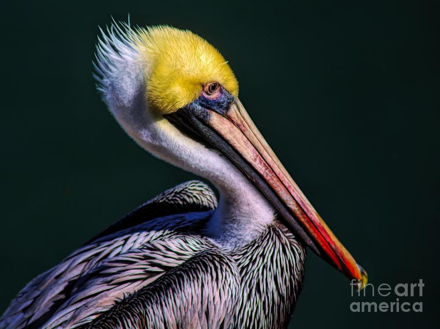 Pelican Photograph - Pelican Oil Painting Effect by Paulette Thomas