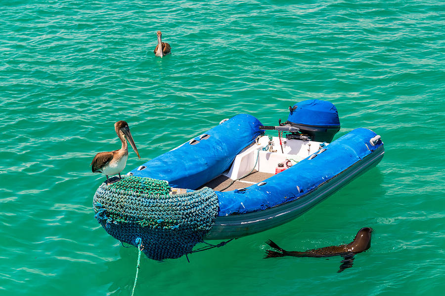 Pelican on a Dinghy Photograph by Jess Kraft - Pixels