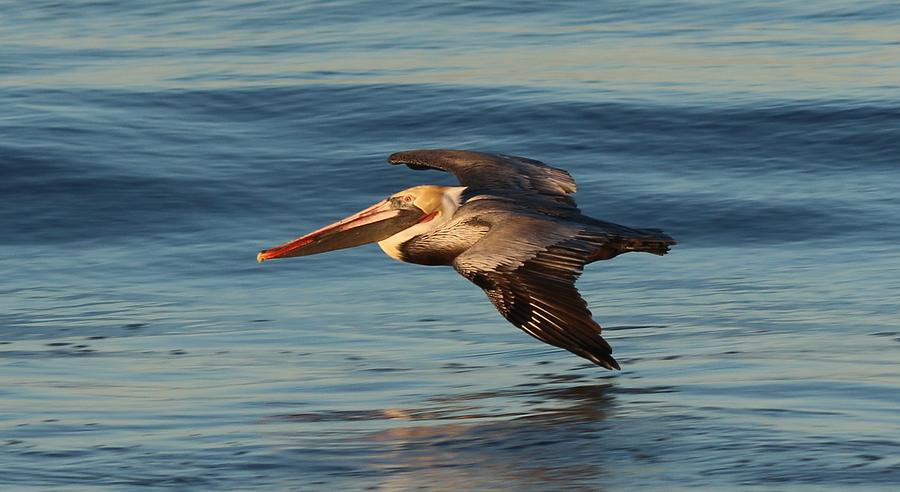 Pelican on a Mission  Photograph by Christy Pooschke