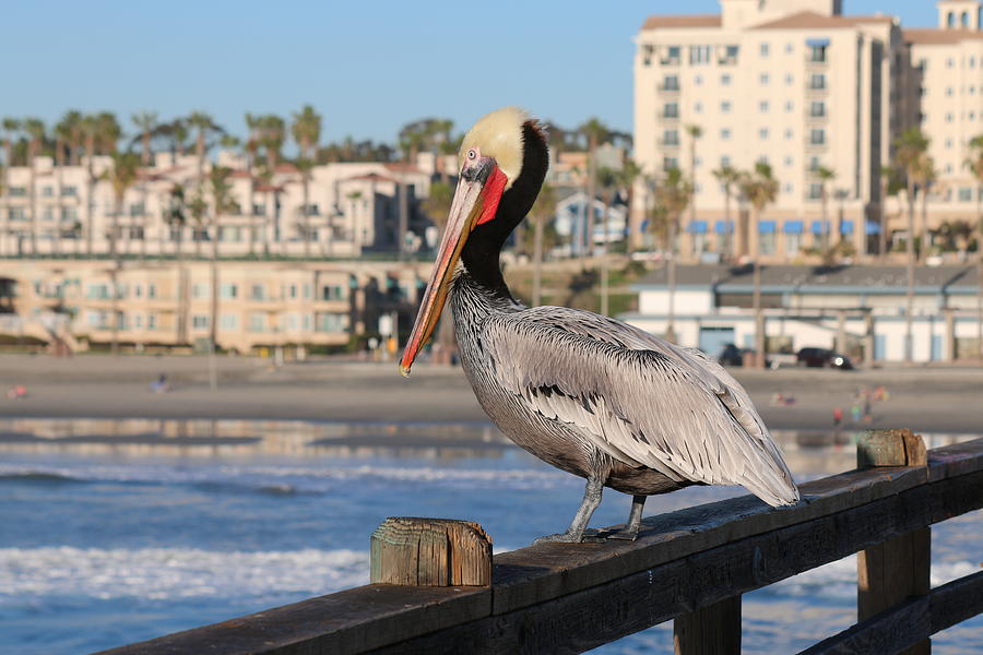 Pelican on a Pier  Photograph by Christy Pooschke