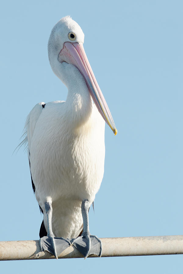 Pelican on a Pole Photograph by Darin Volpe