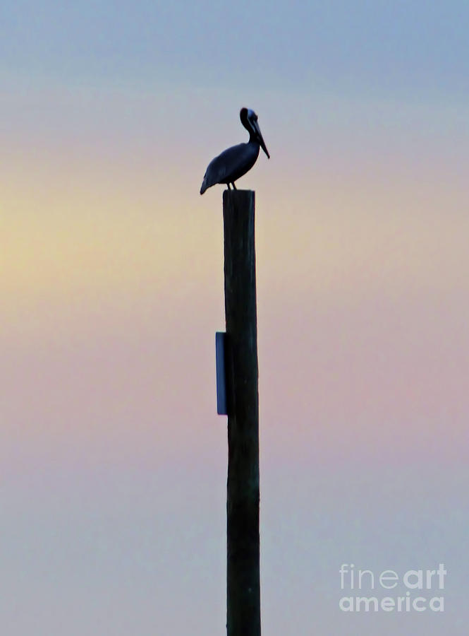 Pelican On A Post Photograph by D Hackett