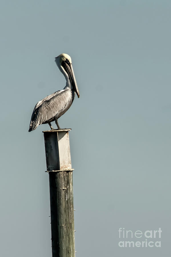 Pelican on a post Photograph by Rodney Cammauf