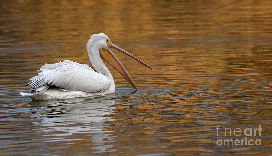 Pelican On Golden Pond Photograph