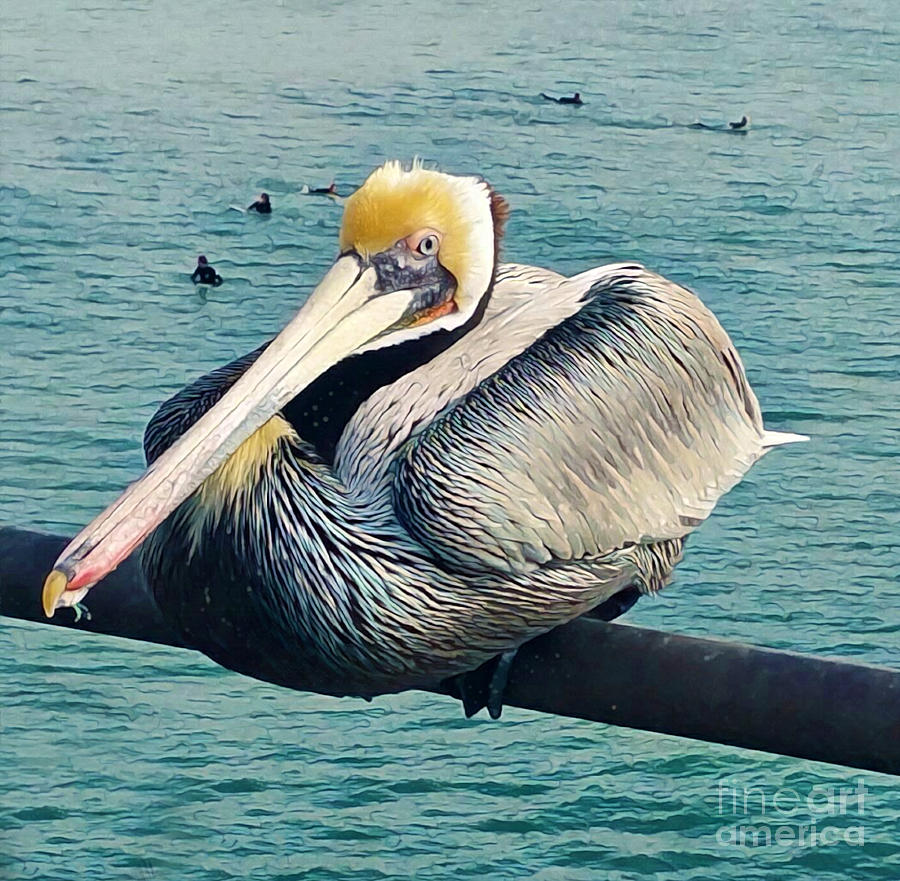 Pelican Photograph - Pelican on Huntington Beach Pier by Gregory Dyer