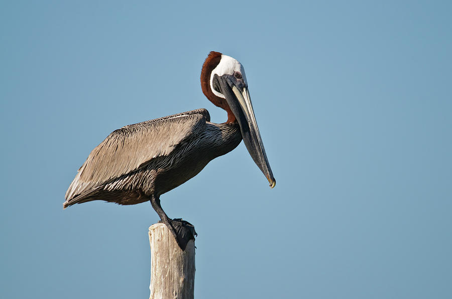 Pelican on perch Photograph by Christine Kapler - Fine Art America