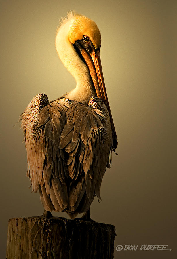Pelican On Piling Photograph by Don Durfee