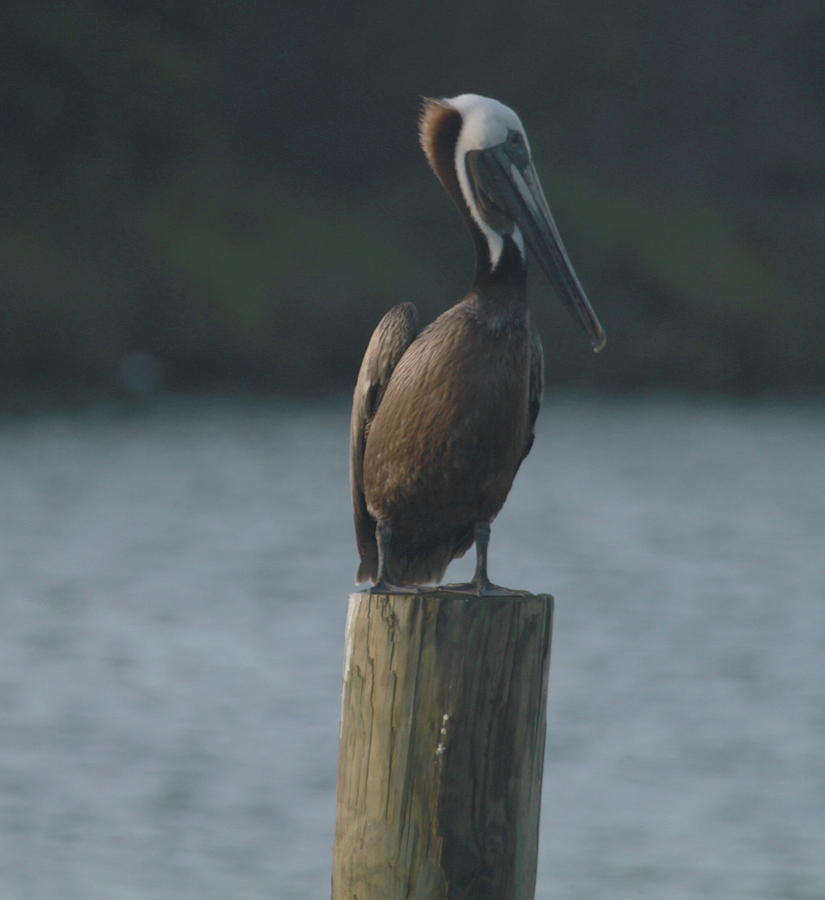 Pelican Photograph - Pelican On Post 2017f by Cathy Lindsey