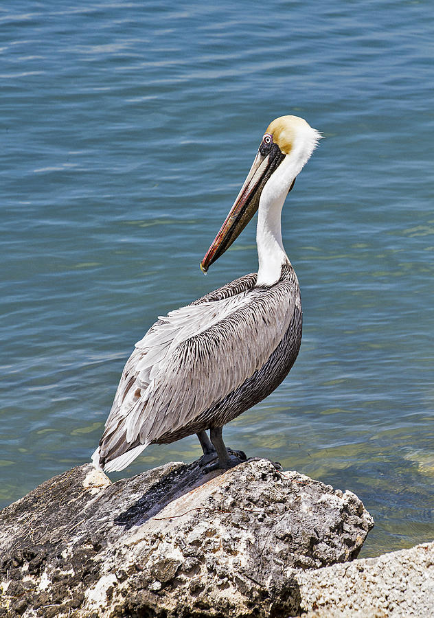 Pelican on Rock Photograph by Bob Slitzan