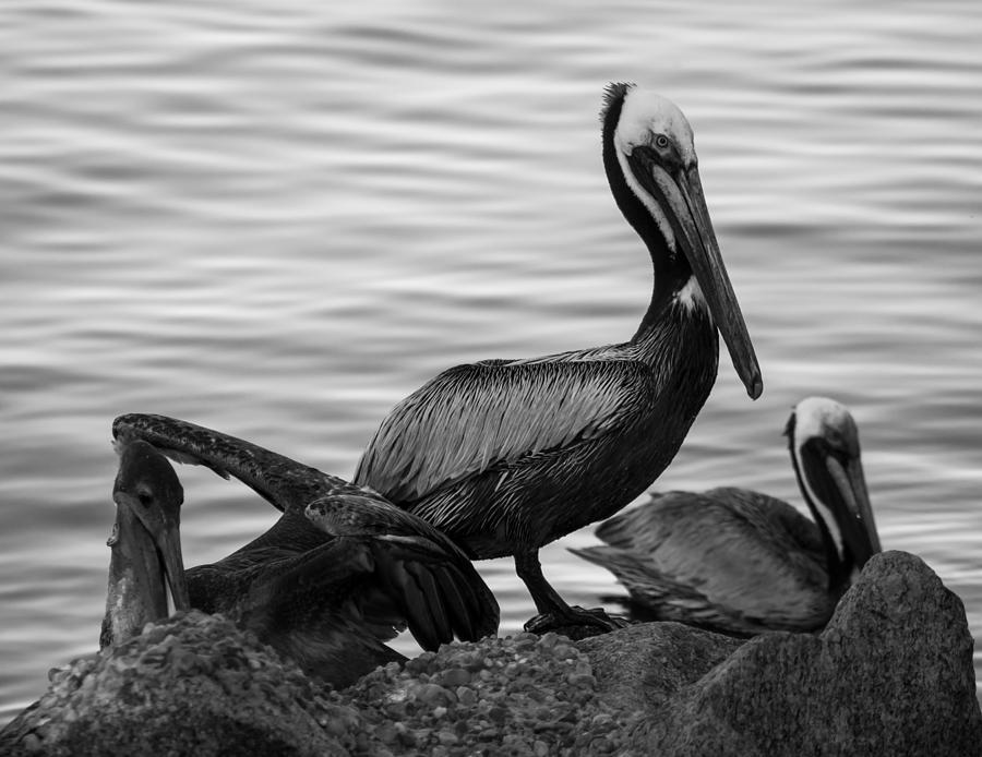 Pelican on Rocks  Photograph by Debra Forand