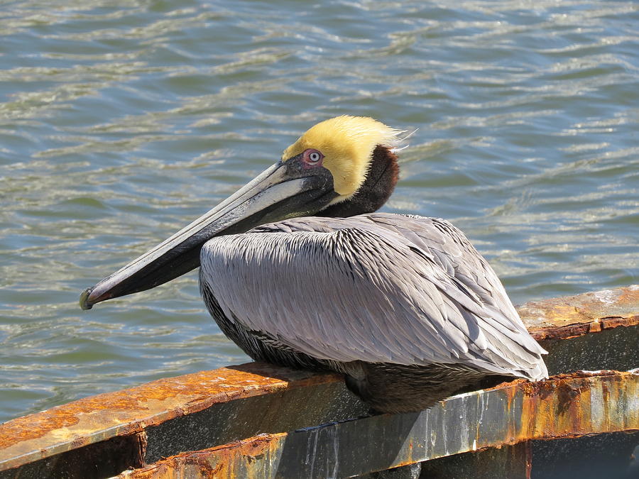 Pelican on Rusty Boat Photograph by Ellen Meakin