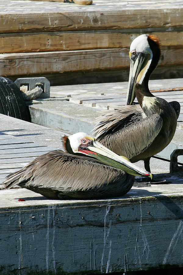 Pelican on the Dock Photograph by Anthony Jones
