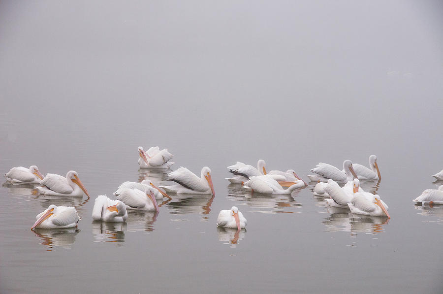 Pelicans on the Lake Photograph by Carolyn DAlessandro
