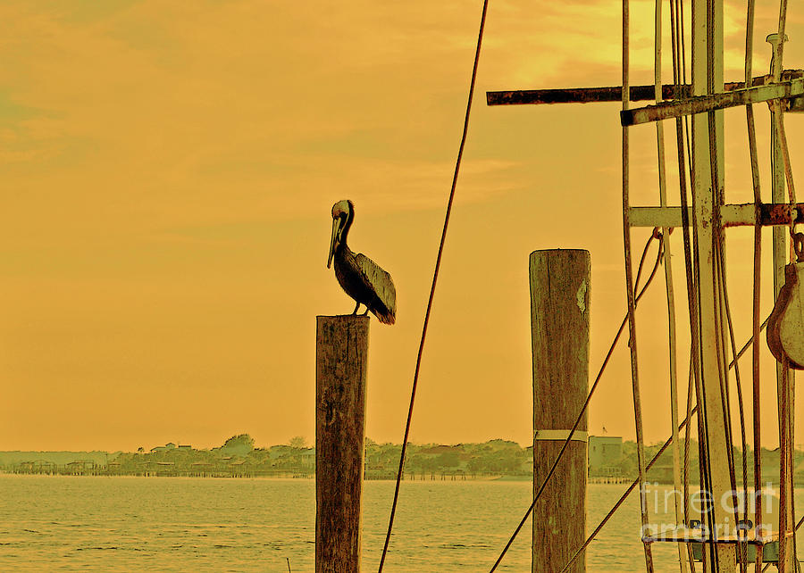 Pelican On The River Photograph by Lydia Holly