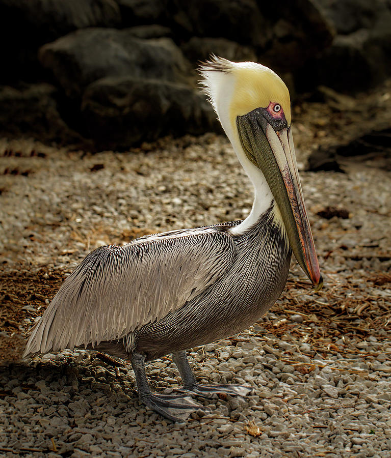 Pelican on the Rocks Photograph by Jean Noren