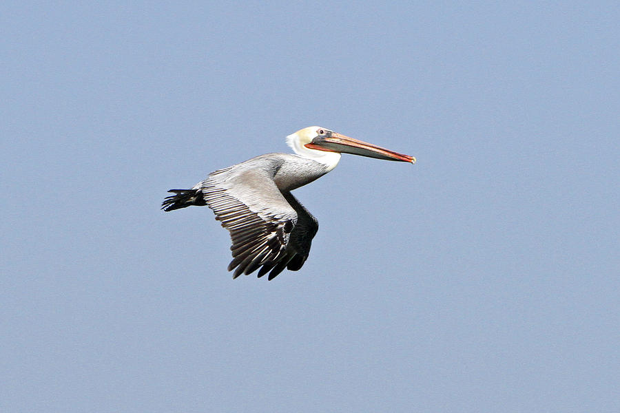 Pelican on the Wing Photograph by Shoal Hollingsworth