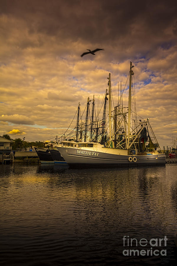 Tampa Photograph - Pelican Over Mattie Fay by Marvin Spates