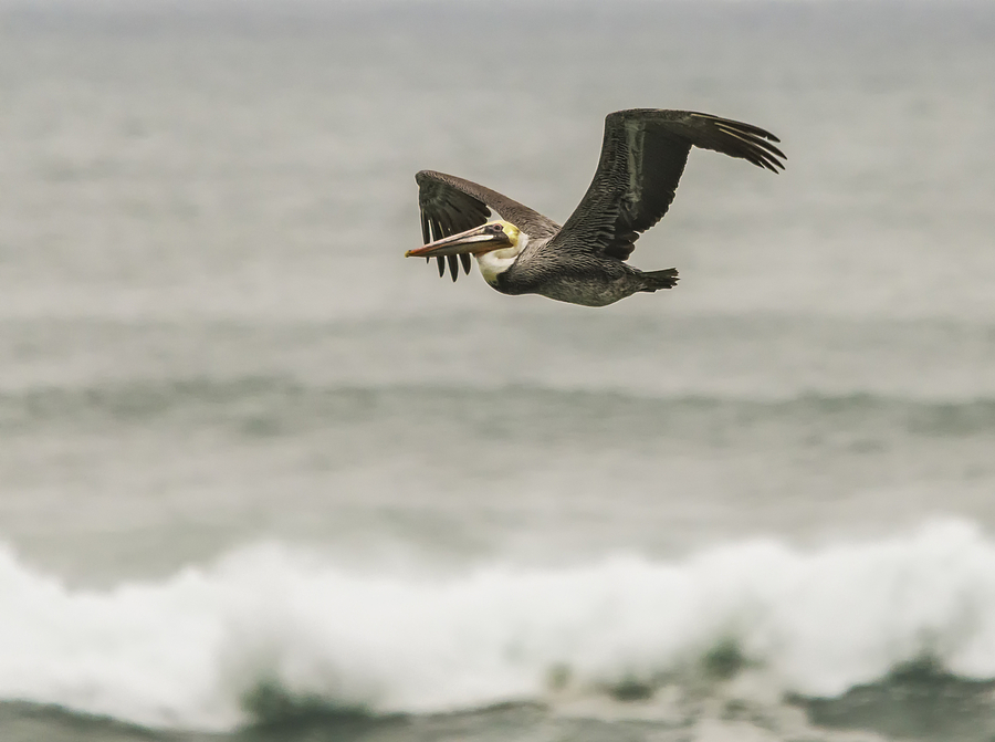 Pelican Over the Surf Photograph by Loree Johnson