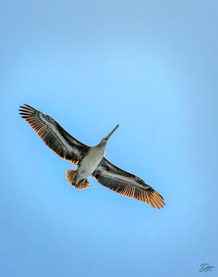 Pelican Overhead Photograph by Endre Balogh