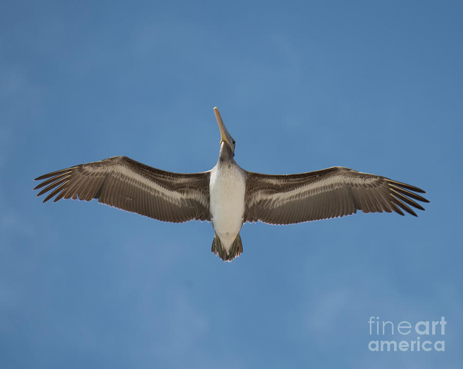 Pelican Overhead Photograph by Steven Natanson