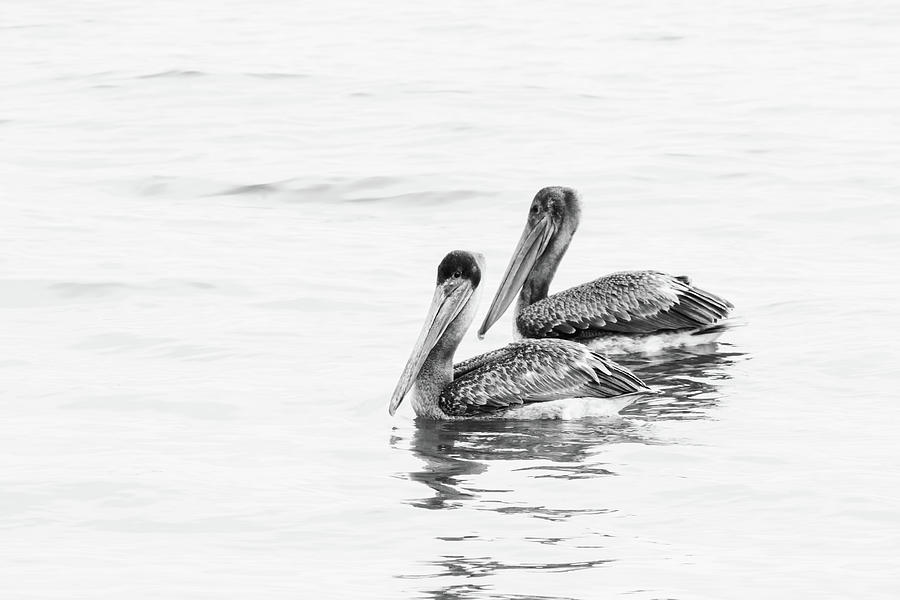 Pelican Photograph - Pelican Pair BW by Michael McStamp