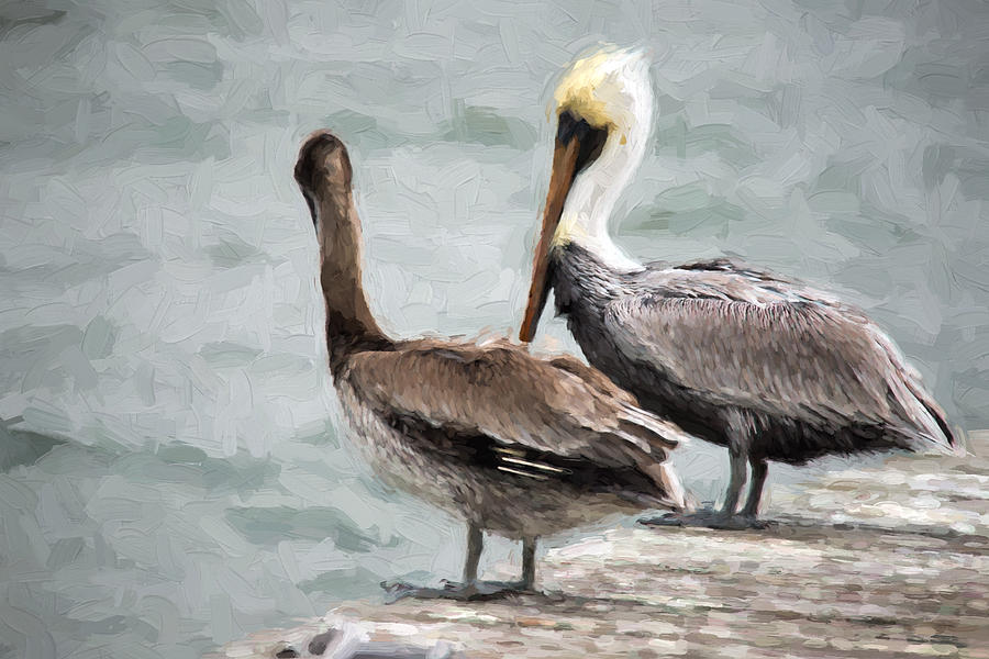 Pelican Photograph - Pelican Pair by JG Thompson