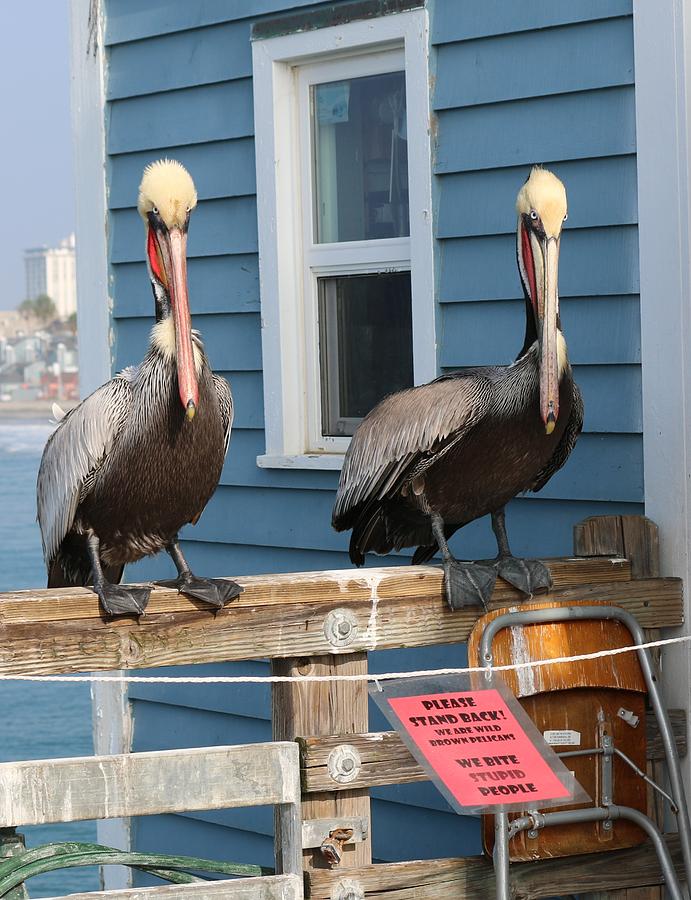 Pelican Pals - 3  Photograph by Christy Pooschke