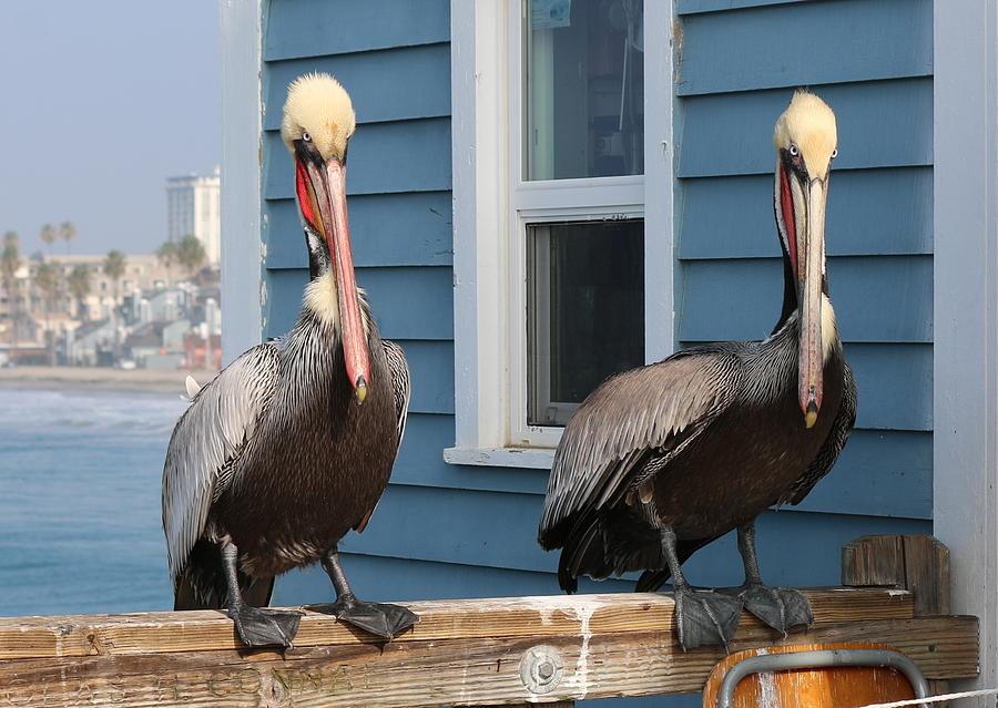 Pelican Pals  Photograph by Christy Pooschke