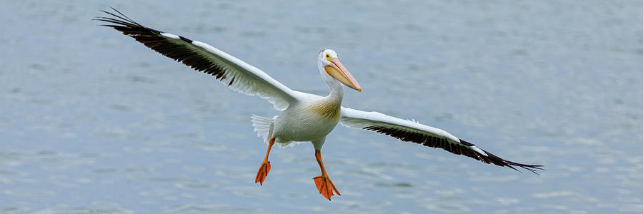 Pelican Photograph - Pelican Panorama by James BO Insogna