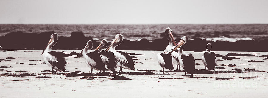 Pelican panorama Photograph by Jorgo Photography